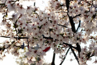 春天，无锡，吴都路，樱花盛开
