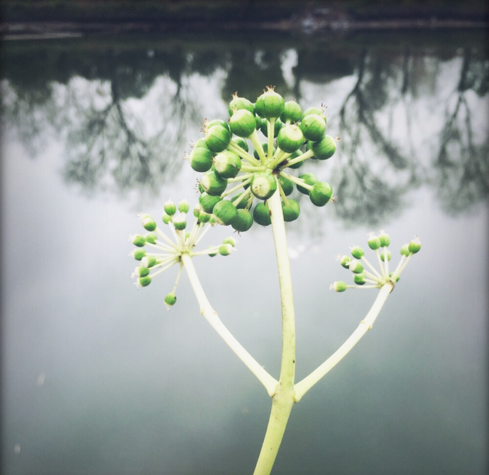 冬日的阴冷 /更显得万物萧瑟 花木凋残