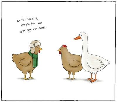 spring chicken