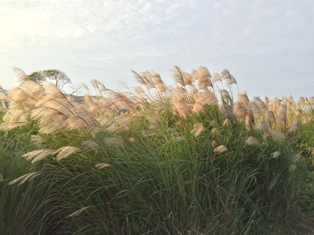 台湾的芦苇荡