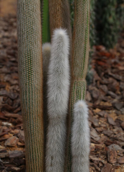 吹雪柱（银毛柱）Cleistocactus strausii ，仙人掌科管花柱属。