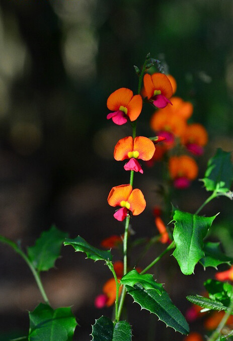 橙花豆 Chorizema ilicifolium ，豆科蝶形花亚科橙花豆属。身为豆科植物叶子却长得极似冬青属。