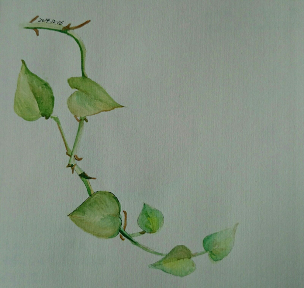 第一次尝试水彩，桌上的绿萝，写生