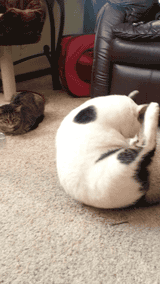 胖纸的忧伤你们怎么可能会懂！？