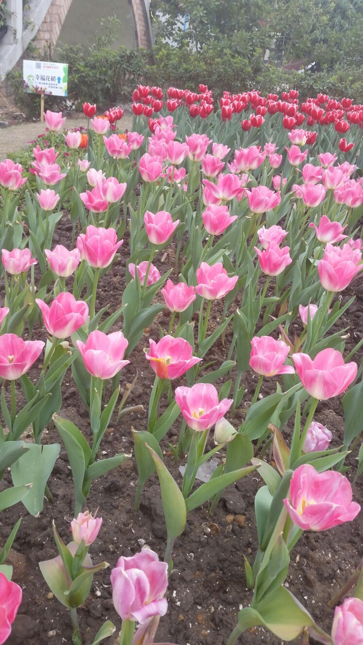 郁金香的花语为博爱. 粉色郁金香代表永远的爱 &amp;#x4;粉郁金香：美人、热爱、爱惜、幸福&amp;#x4;&amp;#x3;