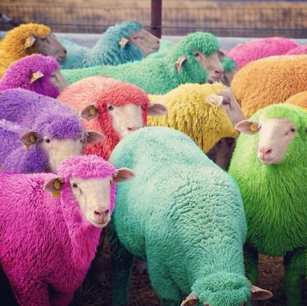 2015 Year of The Sheep // Make it a colorful one! #pixiemarket #CNY