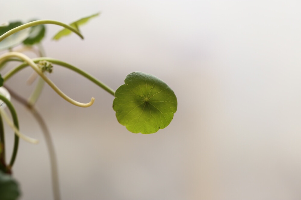 铜钱草