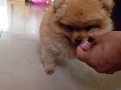 永远不变的小吃货