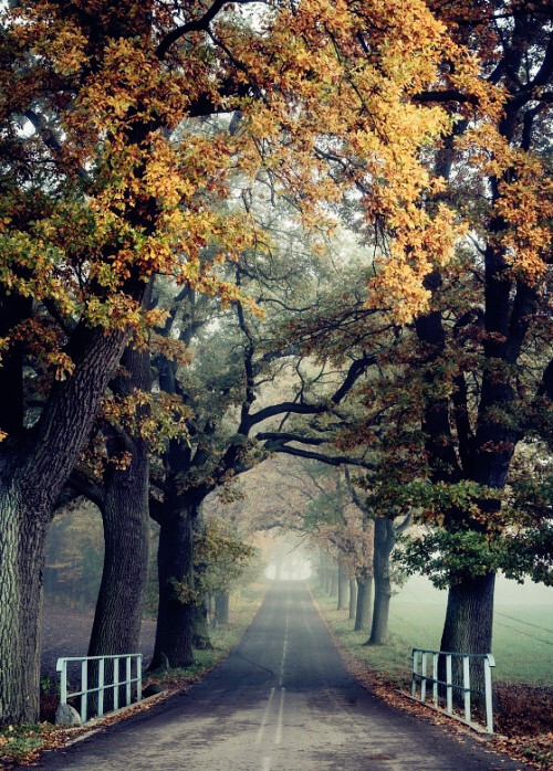 Bory Tucholskie National Park, Jarcewo,Poland (by Mariusz Warsinski)。波兰保利图霍拉国家公园，坐落于格但斯克西部约120公里，比得哥什北部约100公里的滨海省Chojnice县。是波兰于1996年7月1日建立的国家公园，其覆盖面积为46.13平方公里的森林、湖泊、牧场和泥炭地。它位于波兰最大的林地——突丘拉森林（Tuchola Forest）的中心地带，周围被巨大的保护区环绕着。保利图霍拉国家公园主要由森林和湖泊组成，图霍拉森林独特之处是它环绕森林的湖泊清澈见底。