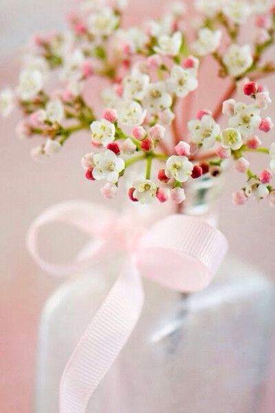 鲜花装饰我的梦！