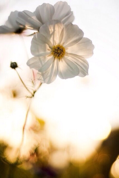 鲜花装饰我的梦！