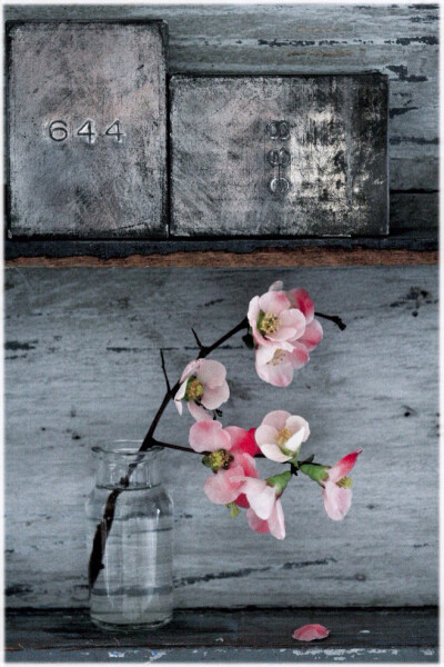 鲜花装饰我的梦！