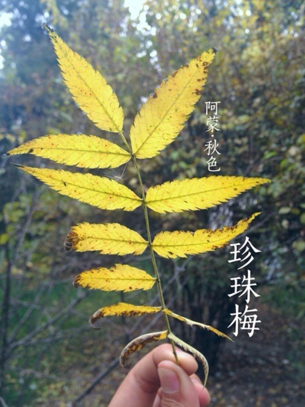 草木染