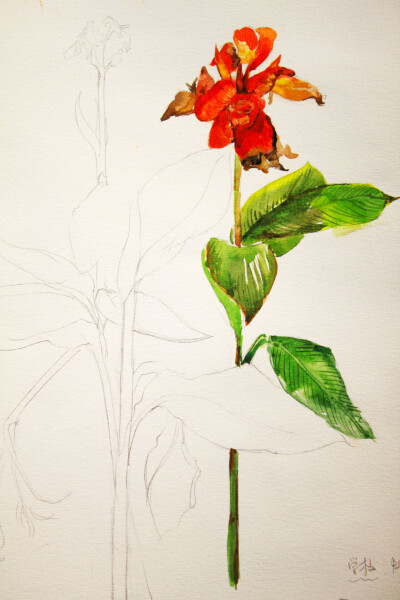 阳光下校园的花