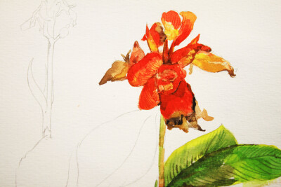 花卉水彩练习