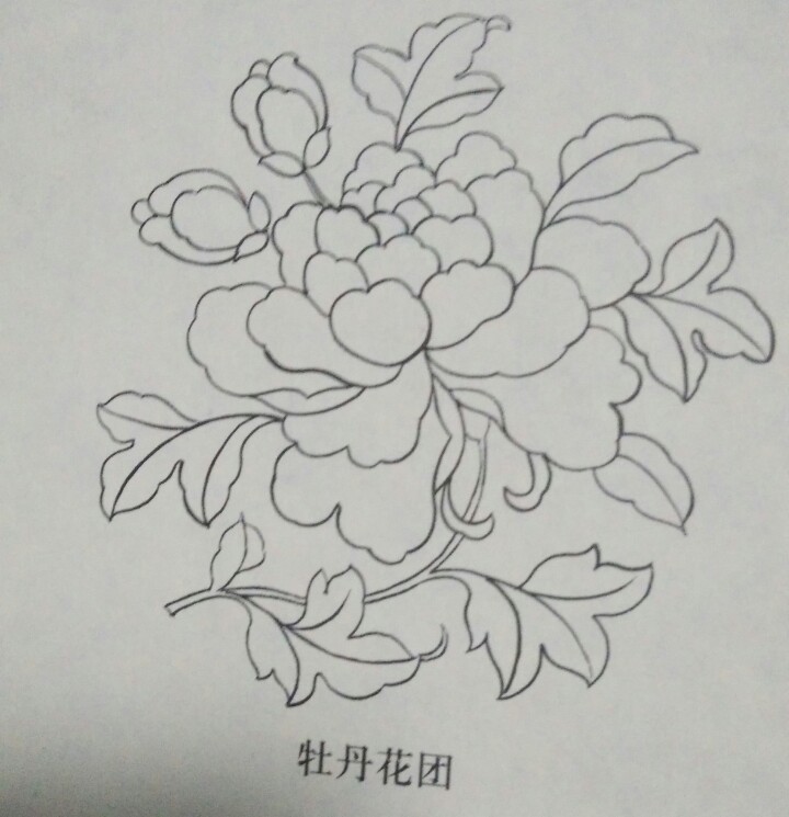 牡丹花团