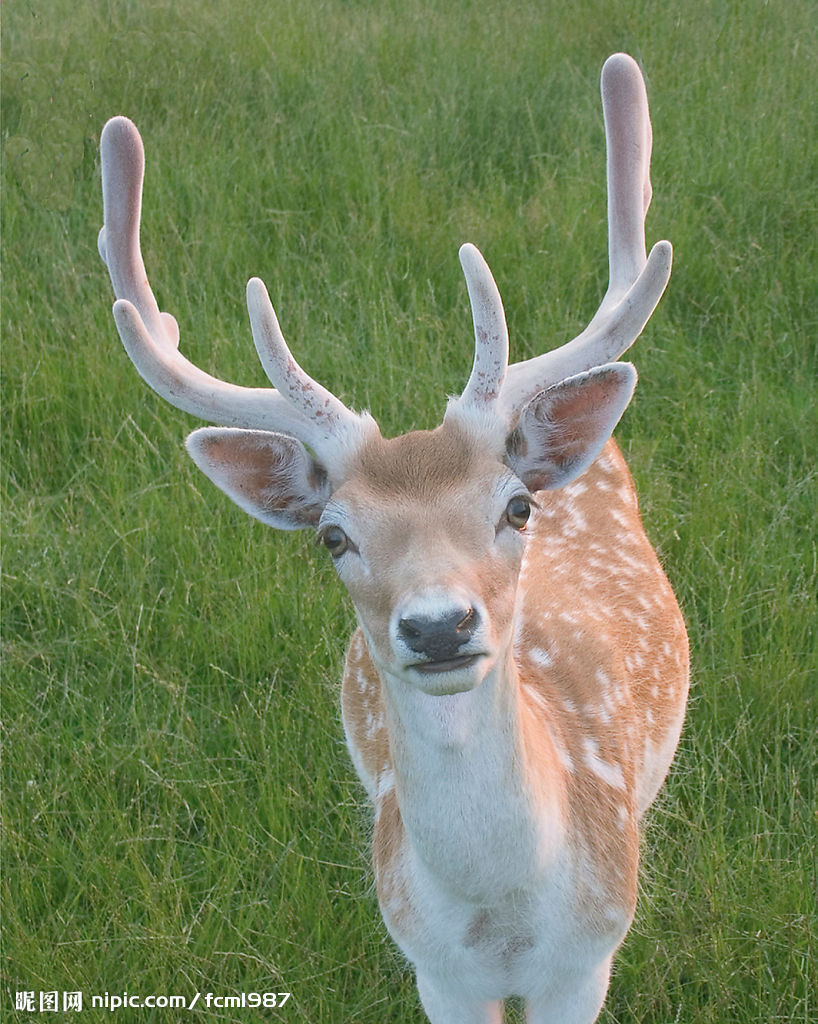 萌宠――梅花鹿看我大角漂亮吗