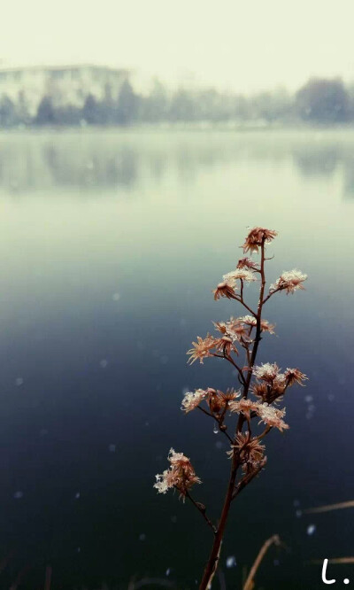 雪中的丽江