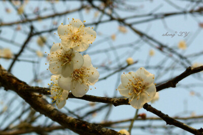 梅花香自苦寒来