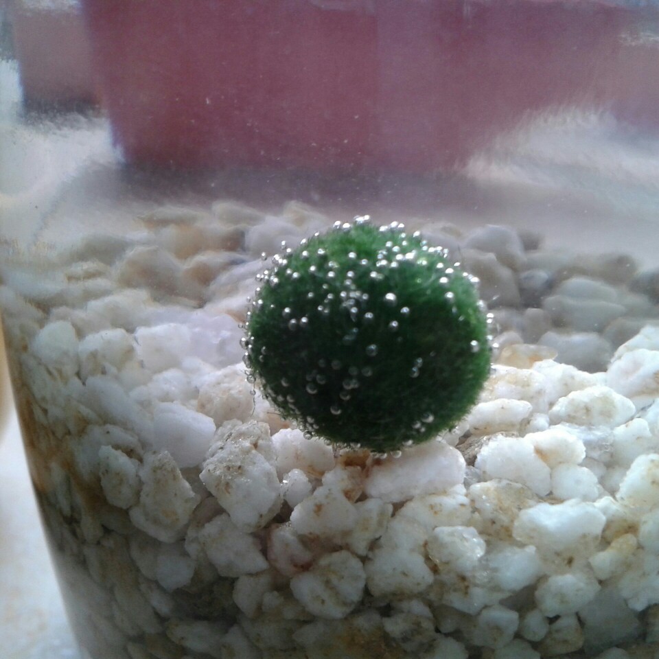 全身都是泡泡的marimo