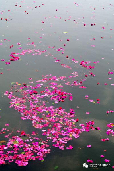 花开花落，年复年