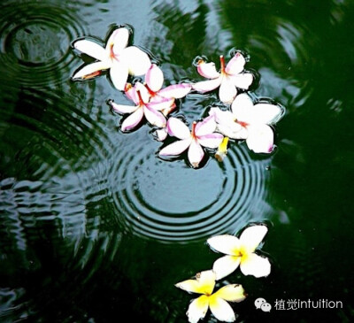 花开花落，年复年