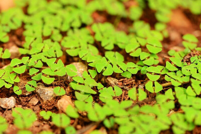 椴叶鼠尾草 Salvia tiliifolia ，唇形科鼠尾草属。