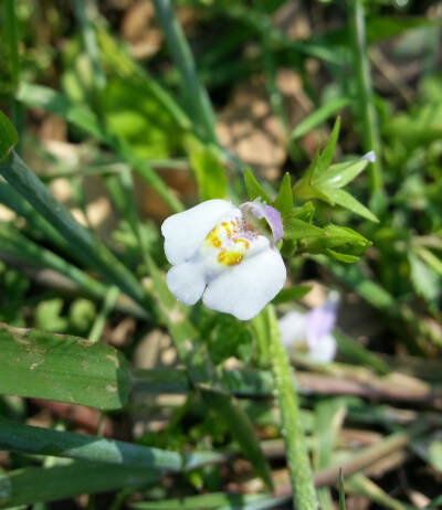 通泉草~玄参科~夏天常见野花~2014年新认识的植物~