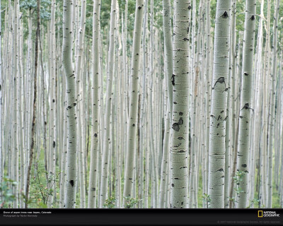 科罗拉多州的白杨树林 (攝影：Taylor Kennedy)