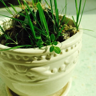 绿绿的草 仙人球 白色的花盆。美爆了 生机勃勃的 春天快来了