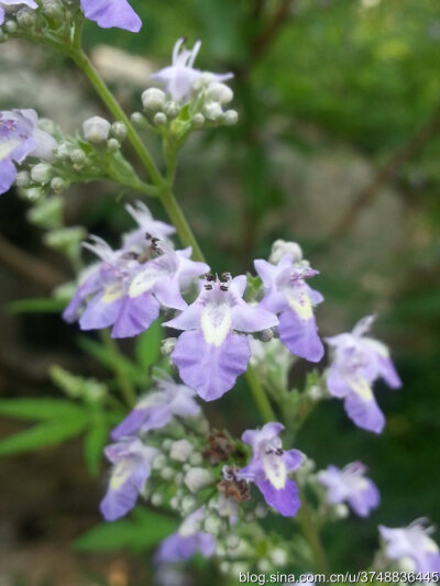 荆花~马鞭草科~京城最常见的野生灌木~炎夏的花花~