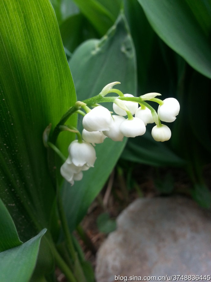 铃兰~百合科~夏日荫生花卉~