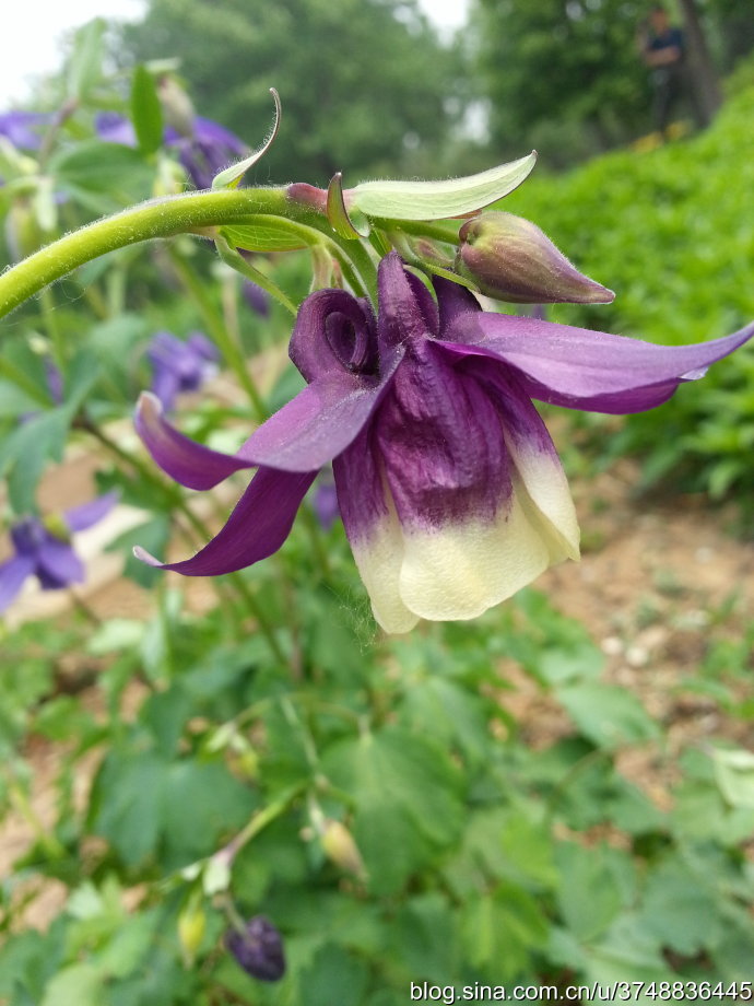 耧斗菜~毛茛科耧斗菜属~精巧奇特的小花~夏日相见~