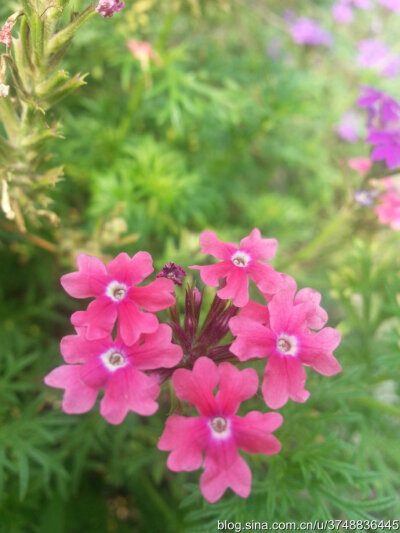 美女樱~马鞭草科~夏末邂逅~