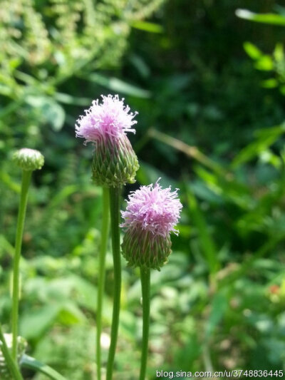 泥胡菜~菊科~夏日常见野花~