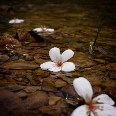 花开花落