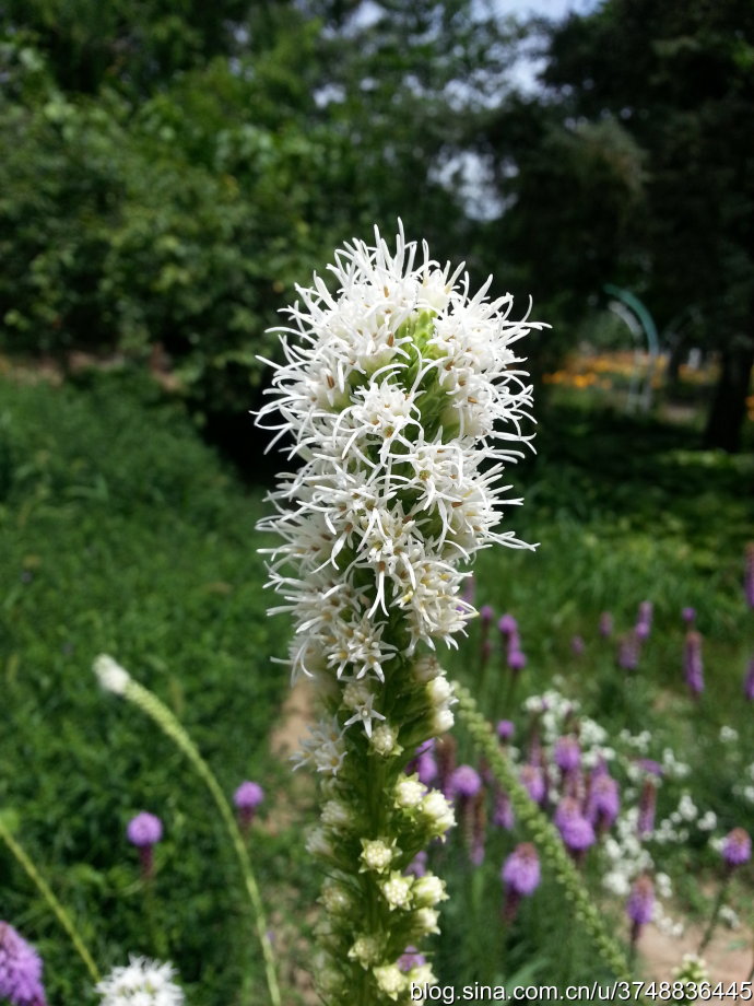 蛇鞭菊~菊科~夏日邂逅~