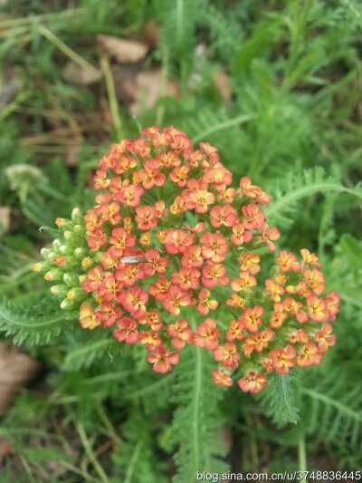 蓍草~菊科~夏日初秋~