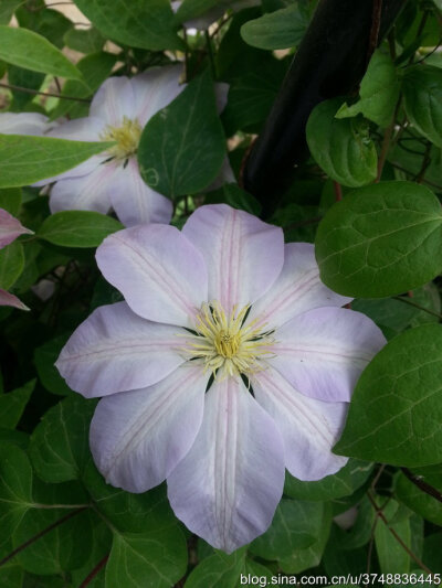 铁线莲~毛茛科~夏日邂逅~