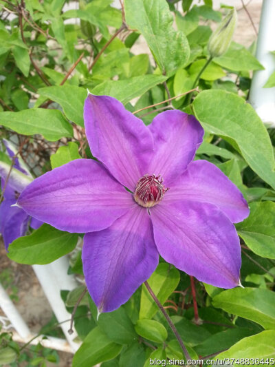 铁线莲~毛茛科~夏日邂逅~