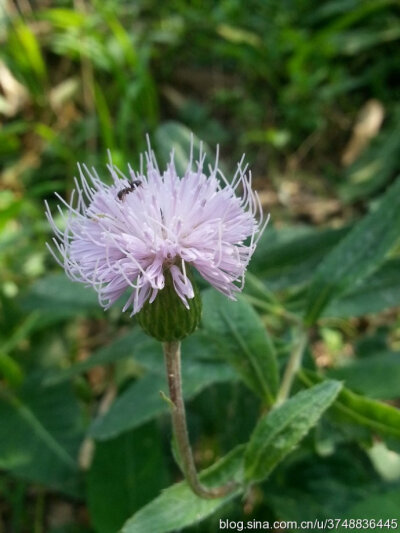 小蓟~菊科~夏日邂逅的野花~