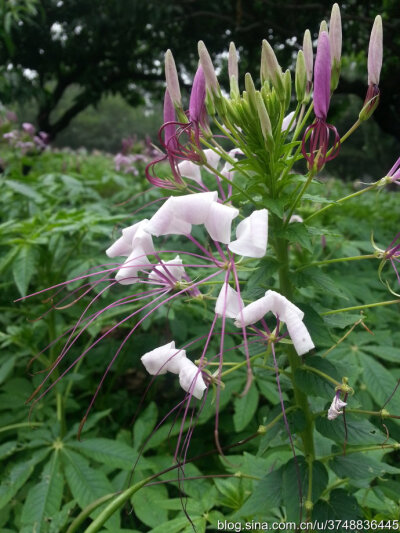 醉蝶花~白花菜科~炎夏邂逅~