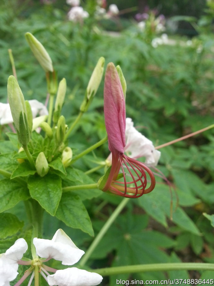 醉蝶花~白花菜科~夏日邂逅~奇特的花型~