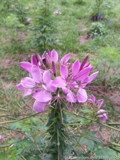 醉蝶花~白花菜科~