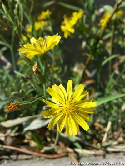 中华小苦荬~菊科~北京常见野花~夏日邂逅~