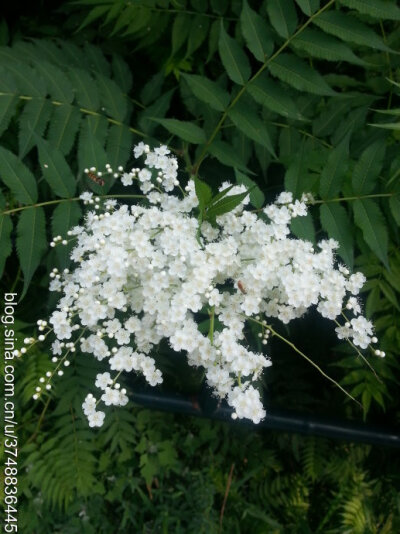 珍珠梅~蔷薇科~夏日邂逅~