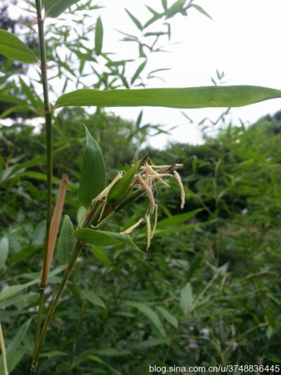 竹子花~禾本科~少见的竹子开花~