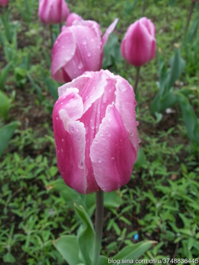 郁金香~百合科~土耳其头巾~相约四月美丽邂逅~