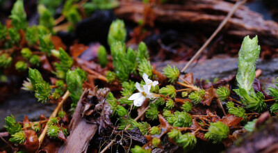 鞭打绣球 Hemiphragma heterophyllum ，玄参科鞭打绣球属。