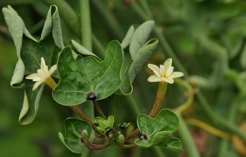 幻蝶蔓 Adenia glauca ，西番莲科蒴莲属。